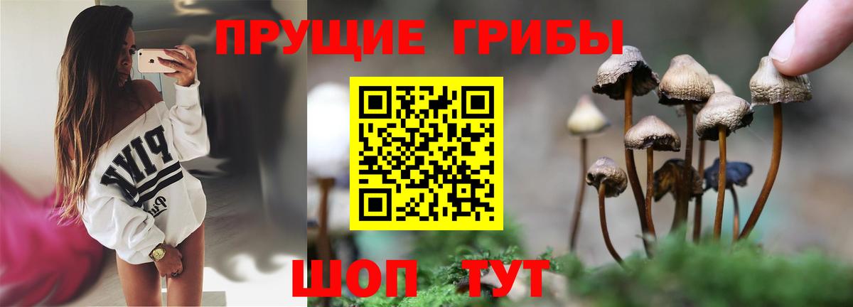 Оренбург  Псилоцибиновые грибы Psilocybe  Вход с VPN 